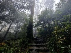 -天目山大树王景区