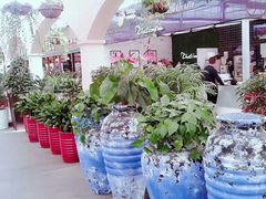 -荷兰花海