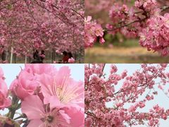 -天适樱花悠乐园
