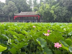 -房湖公园