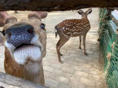 -辛玛王国游乐园