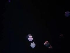 -锦艺城海洋馆