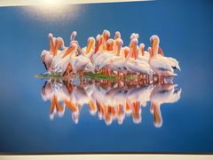 -罗红摄影艺术馆