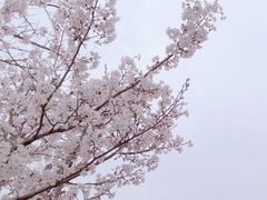 -菊园百果园