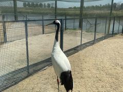 -盐城丹顶鹤湿地生态旅游区