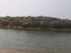 -丁香湖公园