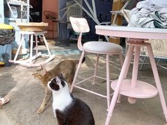 -喵屿·大理花园猫咖