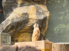 -鸡鸣汤包(红山动物园店)