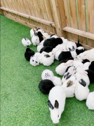 -萌宠亲子动物乐园(槐房万达店)