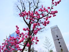 -天鹅湖体育公园