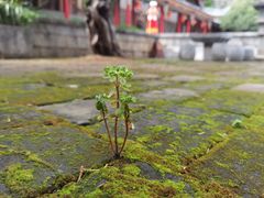 -木府