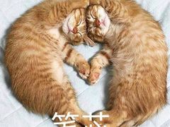 -老周记顺德双皮奶