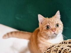 -飞行喵MR PILOT|猫舍·猫咖(静安大融城店)