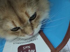 -顺强宠物诊所·狂犬免疫·夜诊·骨科(嘉定店)