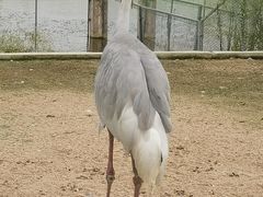 -盐城丹顶鹤湿地生态旅游区