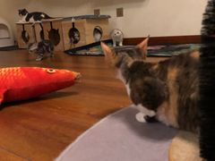 -Meowの猫咖(万家丽店)