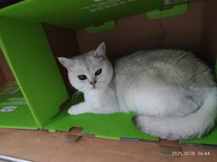 -是阿柴呀！柴犬咖啡·爱喵喵猫咖
