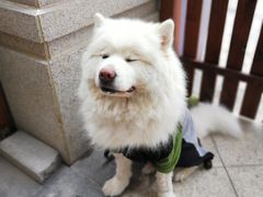 -美联众合宠物医院·爱萌分院·内外科·猫科中心