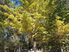 -长白岛森林公园