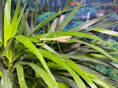 -上海大自然野生昆虫馆