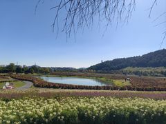 -径山花海
