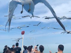 -海驴岛(荣成市)