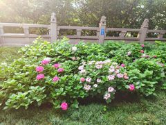 -阅江楼风景区