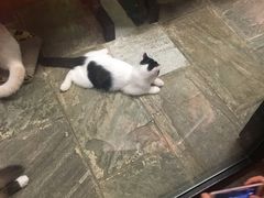 -猫咪博物馆(顶澳仔猫街店)