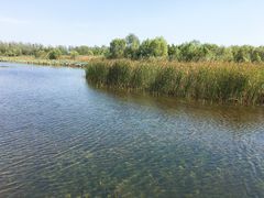 -溱湖国家湿地公园