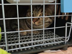 -纳吉亚猫专科动物医院·北北分院