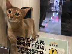 -屋虎猫馆(宝安大仟里店)