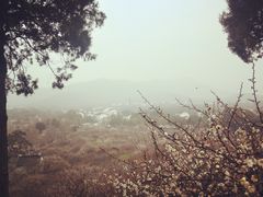-香雪海