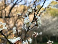 -上海滨江森林公园
