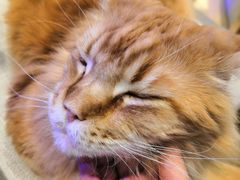 -藏猫猫咖啡主题馆(中央大道店)