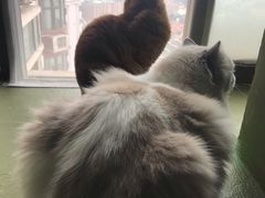 -猫猫幼稚园·撸猫·桌游·电玩