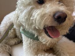 -瑞派申生动物医院·24H夜诊·国际动物医疗中心·骨外科(吴中路店)