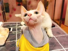 -小呆的宠物店·宠物售卖·宠物寄养(城西店)