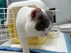 -博特宠物医院24h犬猫全科.骨科·异宠