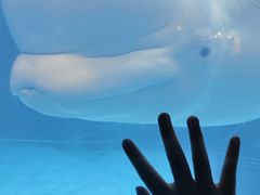 -海合安武汉极地海洋公园