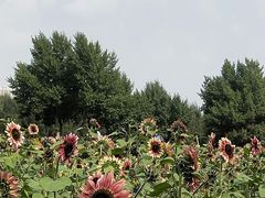 -长白岛森林公园