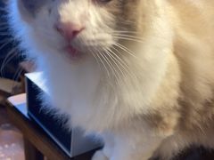 -猫猫幼稚园·撸猫·桌游·电玩