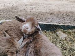 -石家庄市动物园