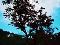 -广州市帽峰山景区