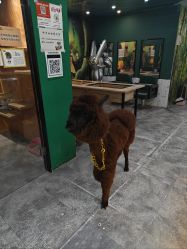 -神奇动物撸宠馆·羊驼·小浣熊·异宠(豫园店)
