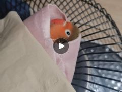 -青石桥花鸟鱼虫市场(叠翠城店)