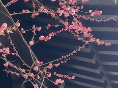 -洋湖国家湿地公园