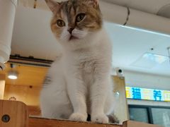 -平行世界·猫咖(首经贸店)