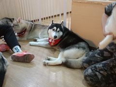 -Husky Go! 哈士奇体验馆·宠物咖啡厅狗咖