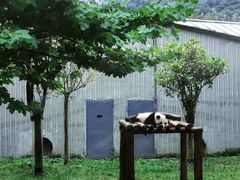 -卧龙中华大熊猫苑神树坪基地