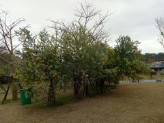 -飞凤山奥体公园